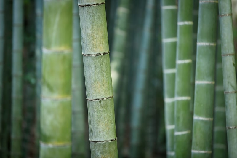 Arashiyama, Japan