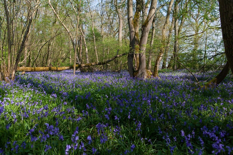 Hallerbos, Belgium